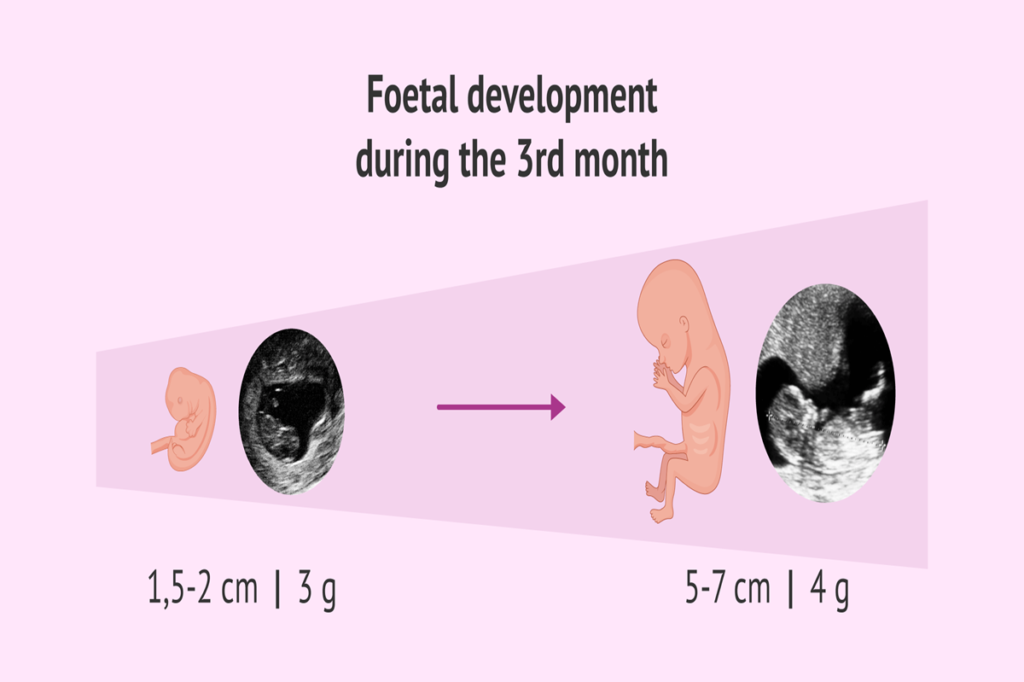 Baby growth during the third month of pregnancy