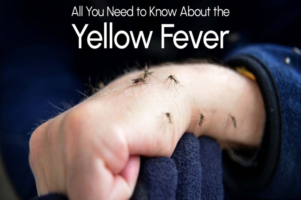 Yellow fever-12 Symptoms and methods of prevention