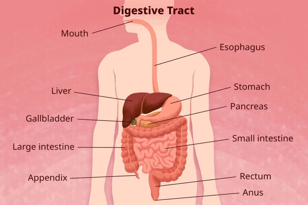 Digestive System