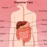 Digestive System