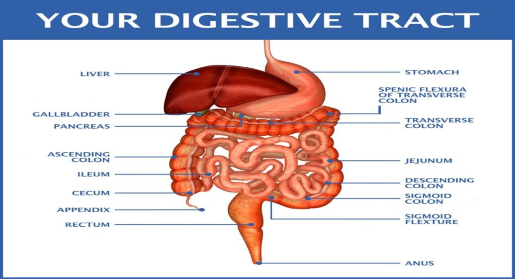 Digestive System