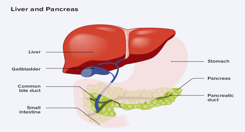 Digestive System