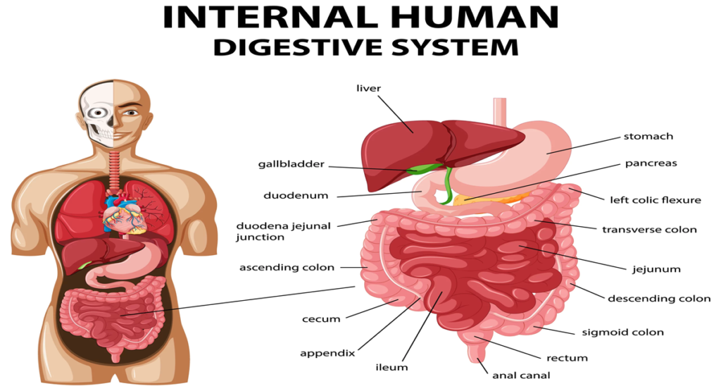 Digestive System