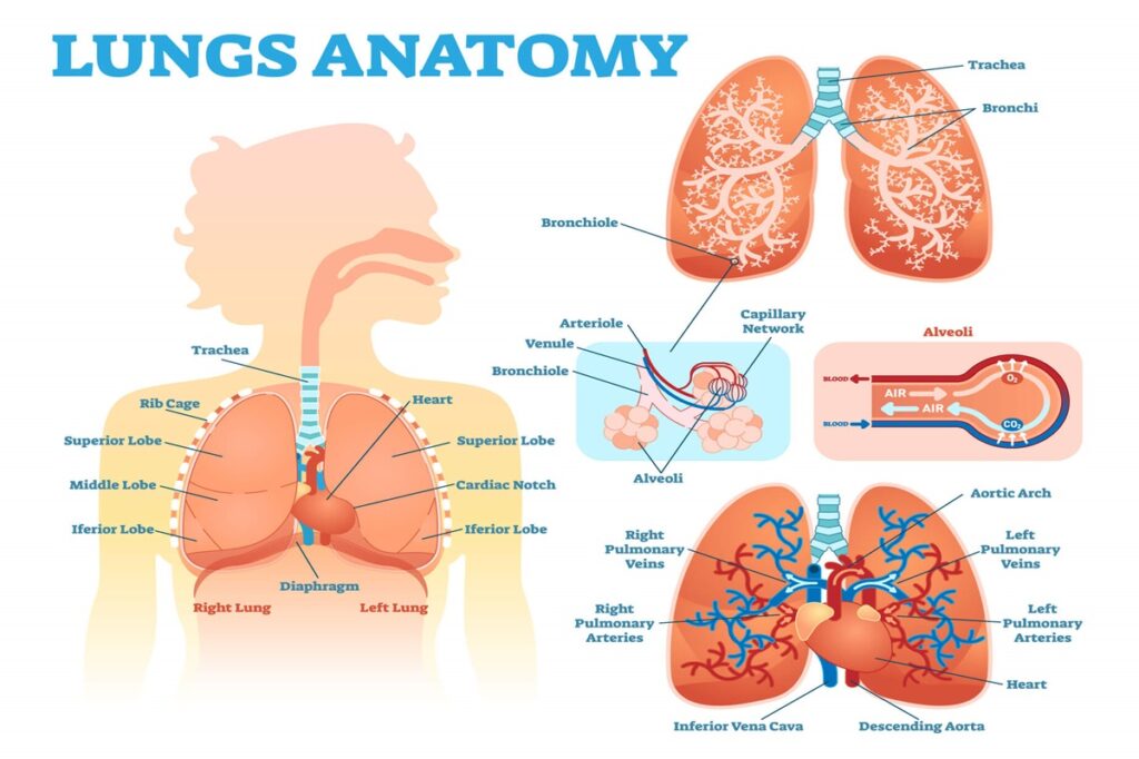 Lungs