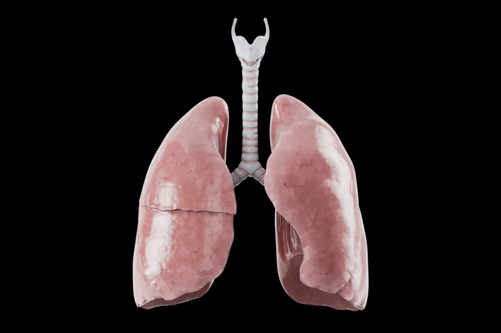 Lungs