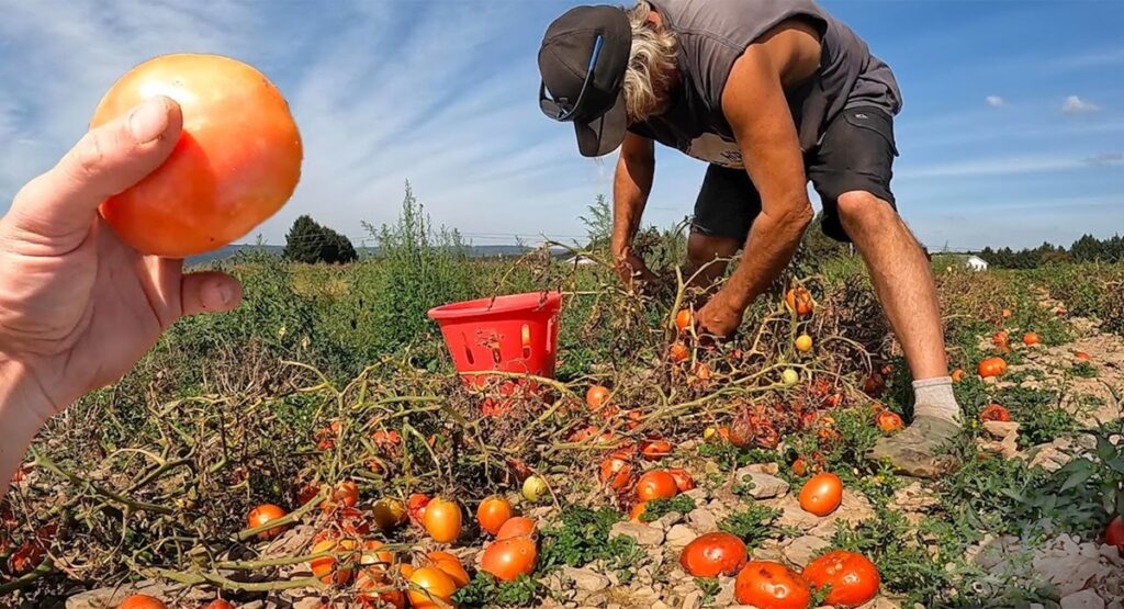 Tomatoes