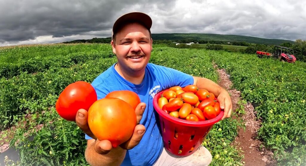 Tomatoes